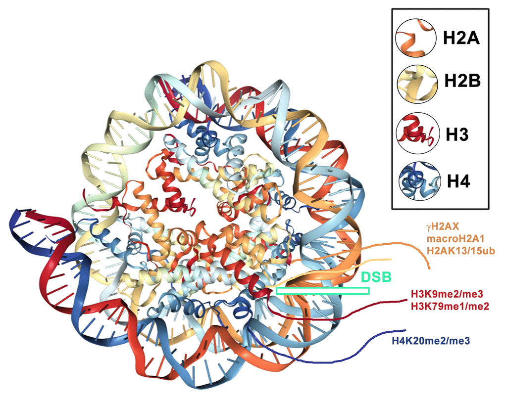 An example of a nucleosome with DSBs (green frame) and common histone posttranslational modifications that appear in close vicinity to DSB sites. Illustration of the nucleosome was adapted according to the PDB database; see http://www.rcsb.org/3d-view/3C1B/1.