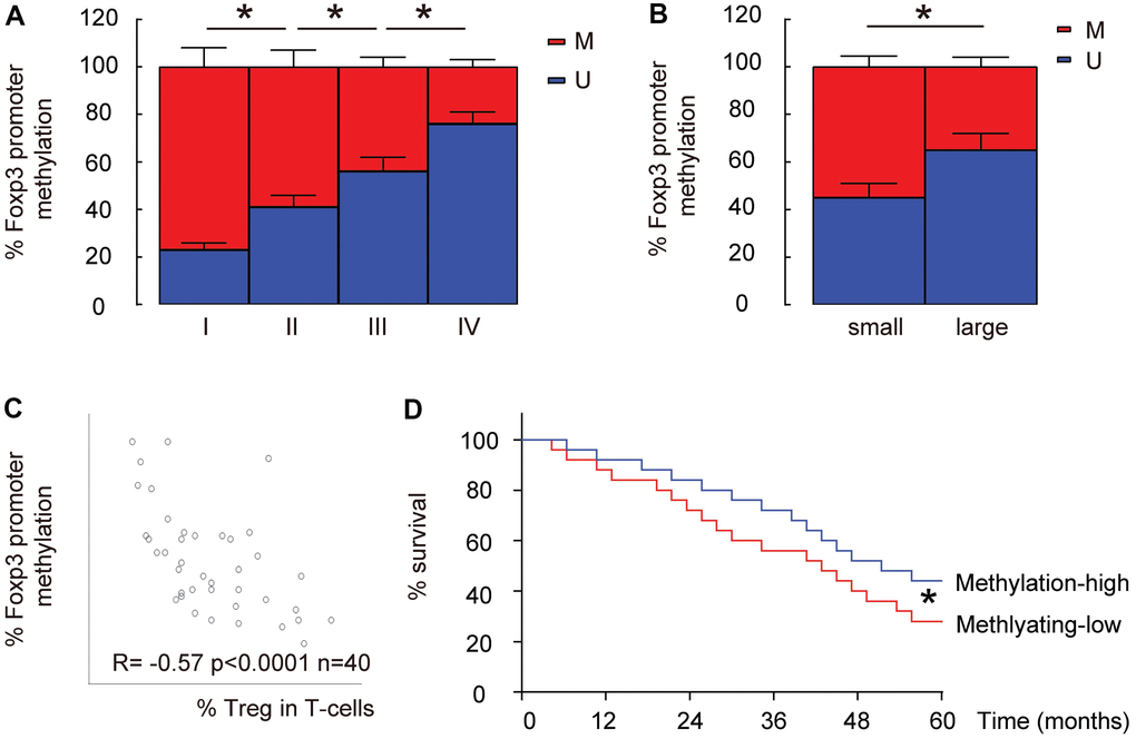 Lower Foxp3 promoter methylation is detected in intratumoral T-cells from high-grade, large HCCs and correlate with %Treg in T-cells. (A) The relative methylation levels of Foxp3 promoter in intratumoral T-cells in HCC specimens with different tumor grades by MS-PCR. (B) The relative methylation levels of Foxp3 promoter in intratumoral T-cells in small versus large HCCs by MS-PCR. (C) Correlation between the methylation levels of Foxp3 promoter and the percentage of Treg cells in total intratumoral T-cells. (D) The median level of methylation level of Foxp3 promoter was used to separate methylaition-high (n=20) from methylation-low patients (n=20) to compare their overall five-year survival.*p