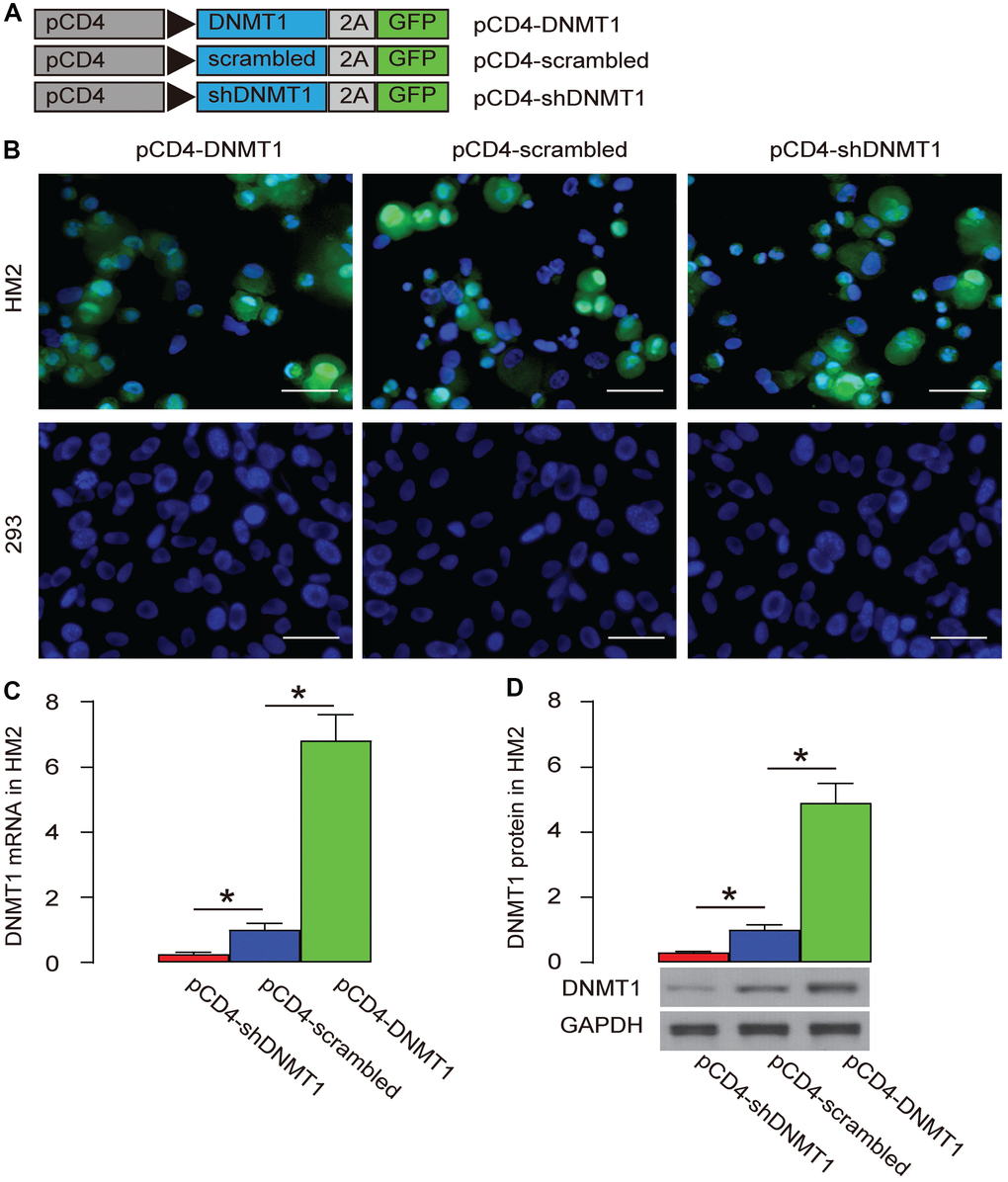 Specific target and alteration of DNMT1 levels in T-cells. (A) We used an AAV carrying either DNMT1, or scrambled (as a control) or shDNMT1 under a CD4 promoter (AAV-pCD4-DNMT1, AAV-pCD4-scrambled, AAV-pCD4-shDNMT1) to successfully target T-cells and alter the levels of DNMT1. (B) Direct fluorescence for GFP in transduced cells. (C, D) RT-qPCR (C) and Western blot (D) for DNMT1. *p