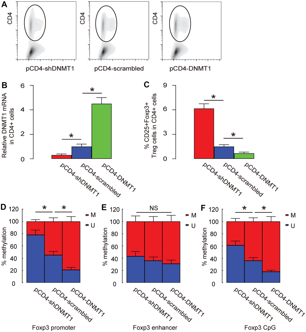 Promoter and CpG regions are the major sites where methylation is regulated by DNMT1. (A) Intratumoral T-cells were purified by CD4-based flow cytometry from the HCC-bared mice that had received intratumoral injection with AAV-pCD4-DNMT1, or AAV-pCD4-scrambled, or AAV-pCD4-shDNMT1. (B) RT-qPCR for DNMT1 in CD4+ cells from AAV-pCD4-DNMT1-, or AAV-pCD4-scrambled-, or AAV-pCD4-shDNMT1- injected tumor. (C) % CD4+CD25+Foxp3+ Treg cells in total CD4+ cells. (D–F) Methylation status of 3 known sites on Foxp3 (promoter (D), enhancer (E) and CpG (F) region) were assessed by MS-PCR. *p