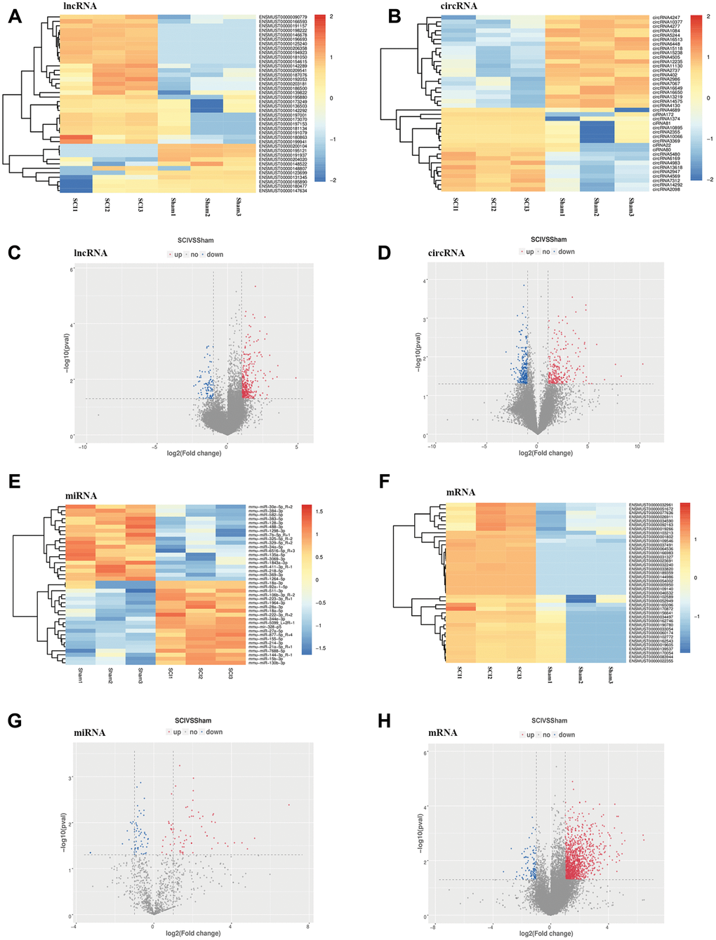 Expression profiles of DE ncRNAs and mRNAs in the lesion epicenter after SCI. (A) Heat map of DE lncRNAs in the SCI group compared with the sham group. (B) Heat map of DE circRNAs. (C) Volcano plot indicating the differential expression of lncRNAs. (D) Volcano plot of circRNAs. (E) Heat map of DE miRNAs. (G) Volcano plot of miRNAs. (F) Heat map of DE mRNAs. (H) Volcano plot of mRNAs. Up-regulated and down-regulated genes are colored in red and blue, respectively.