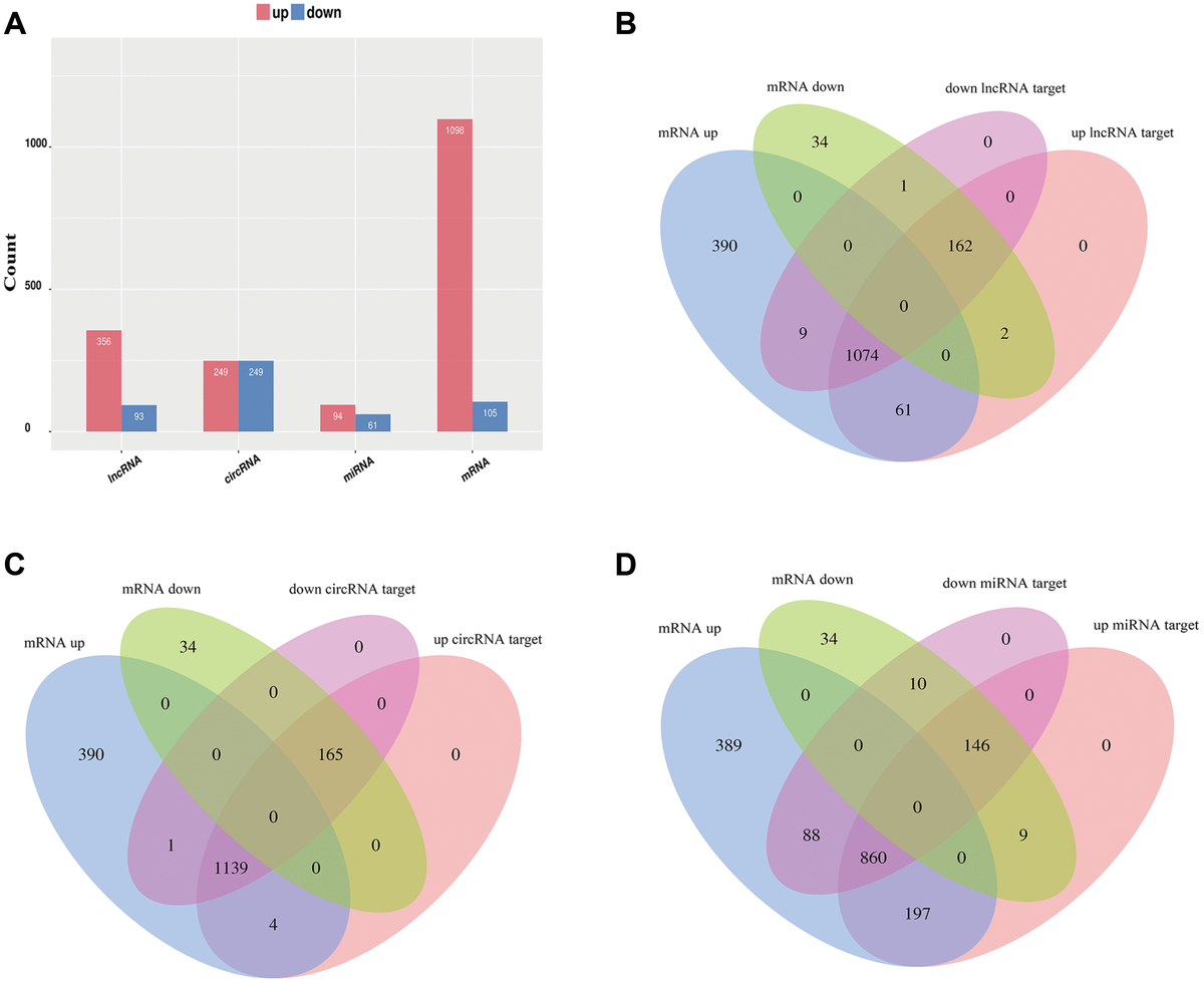 Identification of noncoding RNA expression profiles and regulatory ...