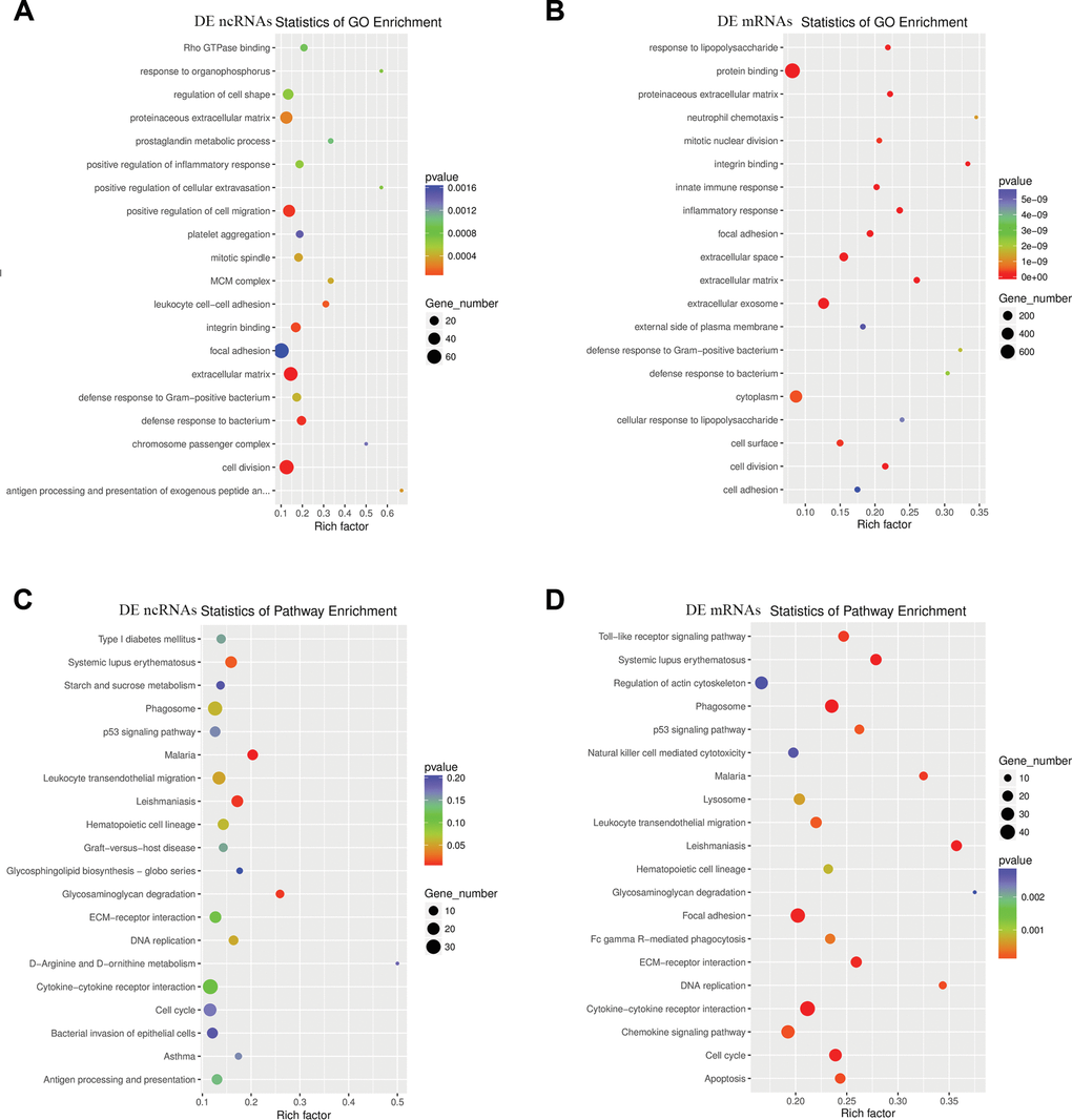 Enriched GO terms and KEGG pathways of host genes of DE ncRNAs in SCI mice. (A) Top 20 significantly enriched GO terms of DE ncRNAs are shown in the scatterplot. (B) Top 20 significantly enriched GO terms of DE mRNAs. (C) The top 20 significantly enriched KEGG pathways of DE ncRNAs are shown in the scatterplot. (D) The top 20 significantly enriched KEGG pathways of DE mRNAs are listed.