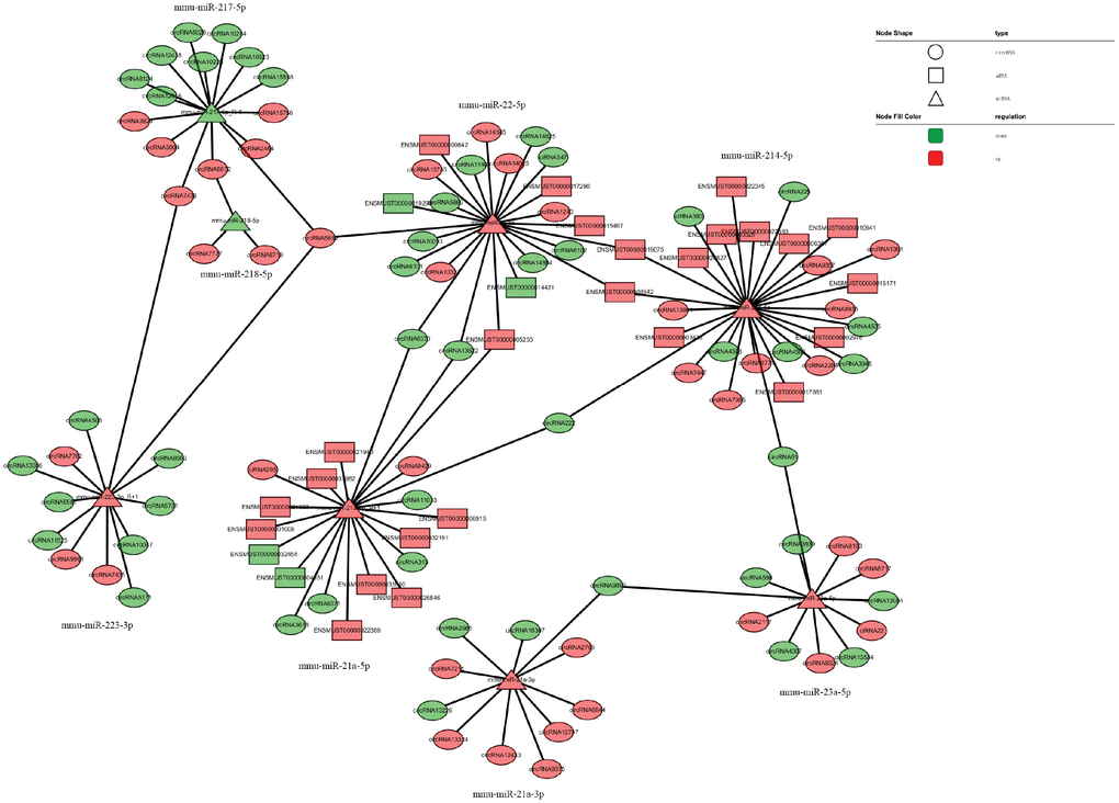 CircRNA–miRNA–mRNA regulatory interaction network analysis.