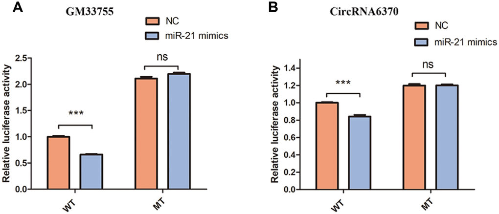 Confirmation of the relationships. (A) Relative luciferase expression of wild-type and mutant lncRNAGM33755 UTR-bearing luciferase vectors cotransfected with miR-135b expression vectors. (B) Relative luciferase expression of wild-type and mutant circRNA6370 UTR-bearing luciferase vectors cotransfected with miR-135b expression vectors. n=6, ***P