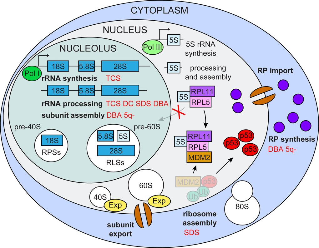 Metabolite Toxicity as a Driver of Aging and Disease — THE HUGHES LAB