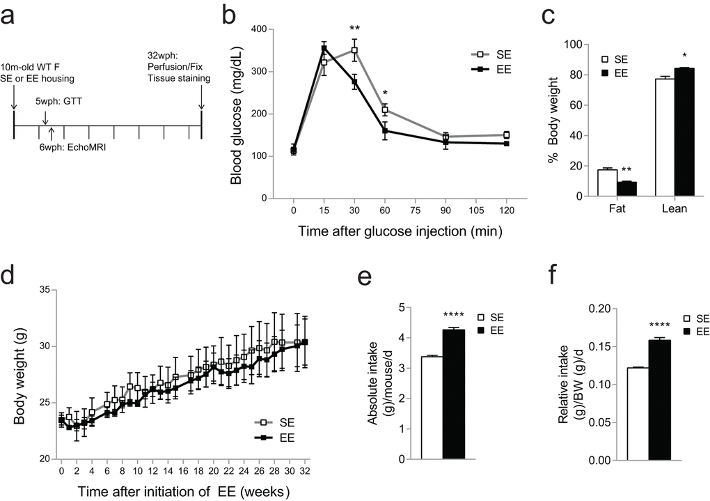 Metabolic effects of EE in 10-month old mice during 7.5-month EE. (a) Timeline of housing and studies. (b) Glucose tolerance test performed at 5-weeks EE. (c) Body composition at 6-weeks EE. (d) Absolute (left) and relative (right) food intake monitored for 24 weeks. (e) Body weight. n=5 per group. *pppp