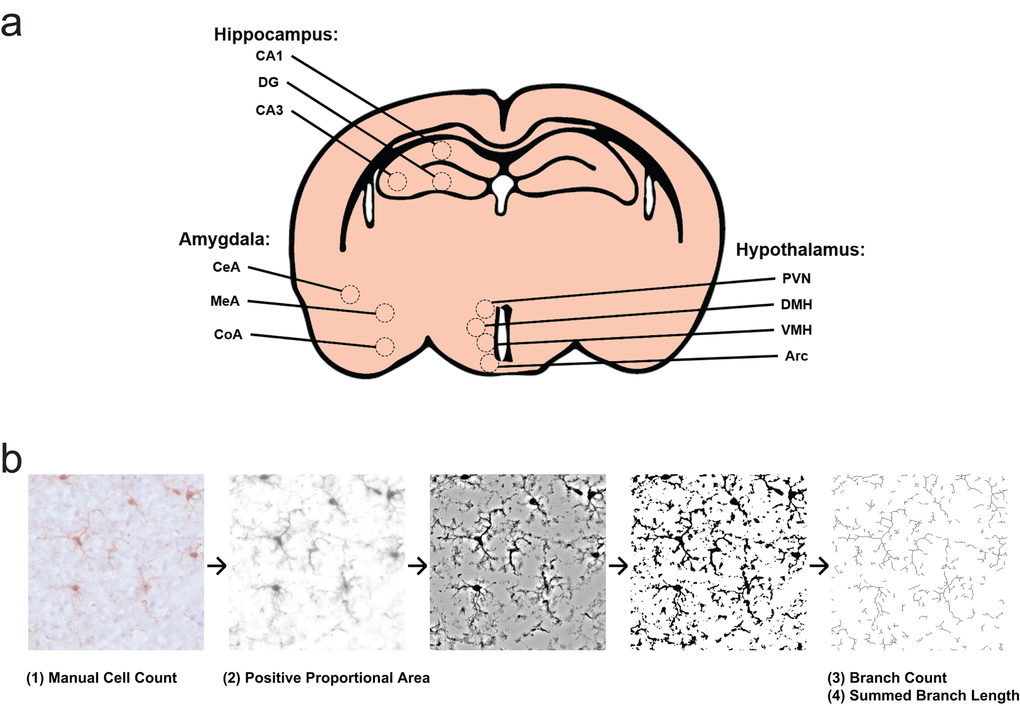 Experimental design for morphology survey. (a) Select subfields and nuclei analyzed within the hippocampus, hypothalamus, and amygdala. CA1, cornu ammonis 1; CA3, cornu ammonis 3; DG, dentate gyrus; Arc, arcuate nucleus; DMH, dorsomedial hypothalamic nucleus; PVN, paraventricular nucleus; VMH, ventromedial hypothalamic nucleus; CeA, central nucleus of the amygdala; CoA, cortical nucleus of the amygdala; MeA, medial nucleus of the amygdala. (b) Representation of photomicrograph processing for morphology survey. Cells are counted from original images by blinded scorers. Images are then deconvoluted in order to visualize only DAB positive area, then thresholded to binary images at a predetermined intensity to measure Iba1 proportional area. Deconvoluted images are filtered and again made binary, in order to skeletonize cellular processes. The Analyze Skeleton plugin is then used to identify and measure number of branches and branch length.