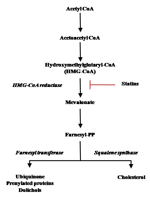 The mevalonate pathway.