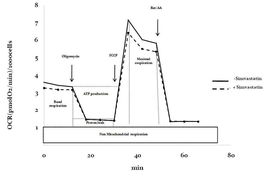 Respiratory profile in control and statin-treated fibroblasts. Reference of respiratory profile and outline of mitostress kit (Agilent) parameter calculation using specific mitochondrial respiratory inhibitors (oligomycin, FCCP, Rot/AA).