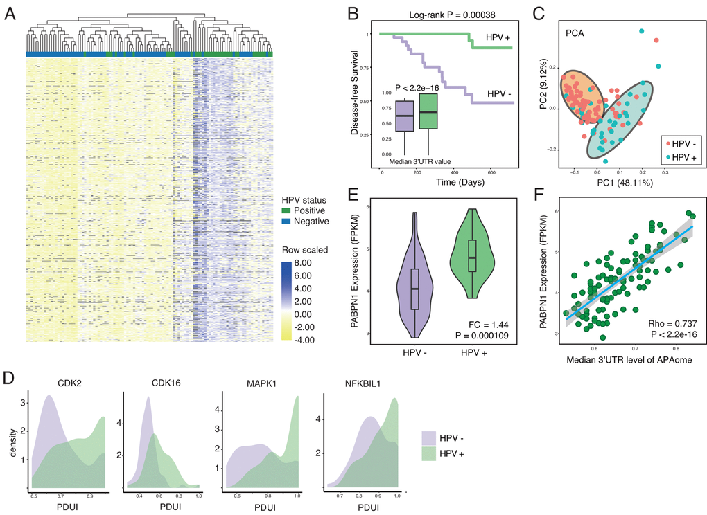 HPV infection causes globally longer 3’UTR in HNSC. (A) Among all APA events, 54.53% of genes show significant longer 3’UTR length (1855 of 3402, Wilcoxon test, excluding terms with computation uncertainties). HPV+ samples harbor significant longer 3’UTR. The heat map shows the top 100 APA events ranked by P-value (Wilcoxon test). Values are scaled by rows. (B) HPV infection status associates the prognosis of HNSC patients. In general, all APA events shows universally longer 3’UTR in HPV+ HNSC samples compared to HPV- samples in the level of APAome. (C) The principle component analysis of all head and neck cancer patients based on all APA events, showing the different HPV infection status. Each dot corresponds to each patient sample, colored according to HPV infection status. (D) Key hallmark cancer genes show different 3’UTR profiles between HPV+ and HPV- samples. (E) The length of 3’UTR can be used to distinguish the status of HPV infection. Principle component analysis was conducted based on all APA events excluding null values. PC1 and PC2 were showed. (F) PABPN1, the master regulator of APA, is significantly upregulated in HPV+ samples. Fold change and P-value were computed through EdgeR.