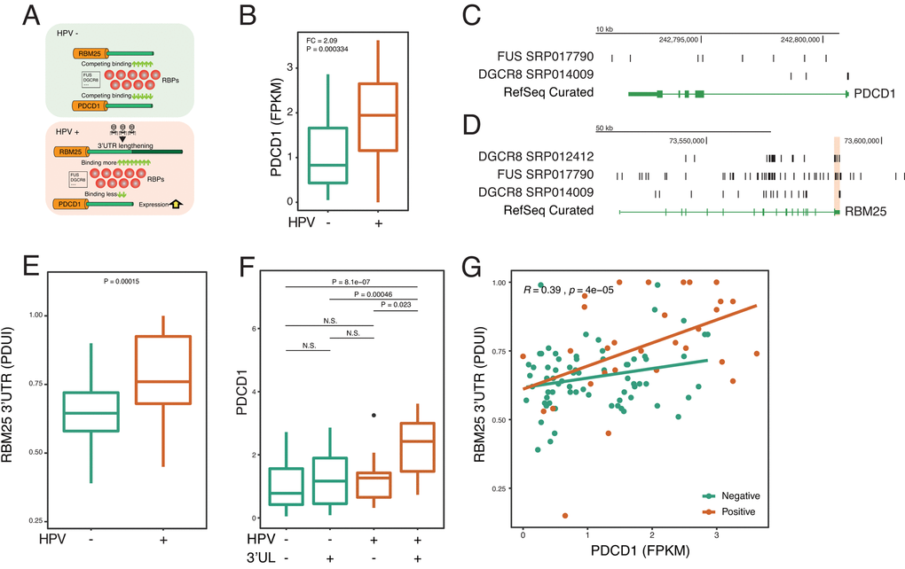 HPV-mediated longer 3’UTR of RBM25 and GTF3C3 upregulates PD-1 via impacting RBPs of FUS and DGCR8. (A) In the HPV+ state, 3’UL mediates the imbalance of competing for binding of RBPs. Longer 3’UTR of RBM25 and GTF3C3 drives more RBPs to bind on them. Conversely, less RBPs will bind on PDCD1, which upregulates the expression of PDCD1. (B) PDCD1 is upregulated in the HPV+ samples. Fold change and P-value were computed through EdgeR. (C) RBPs of FUS and DGCR8 can bind to the 3’UTR of PDCD1 (CLIP-seq). CLIP-seq peaks were combined within all samples. (D) RBPs of FUS and DGCR8 can bind to the 3’UTR of RBM25. CLIP-seq peaks were combined within all samples. (E) 3’UTR level of RBM25 is significantly longer in HPV+ samples (Wilcoxon test). (F) 3’UL+ and HPV+ group shows the highest PDCD1 expression (FPKM). (G) 3’UTR length of RBM25 is positively correlated with PDCD1 expression. Spearman Rho value and P value was analyzed in HPV positive and negative samples.