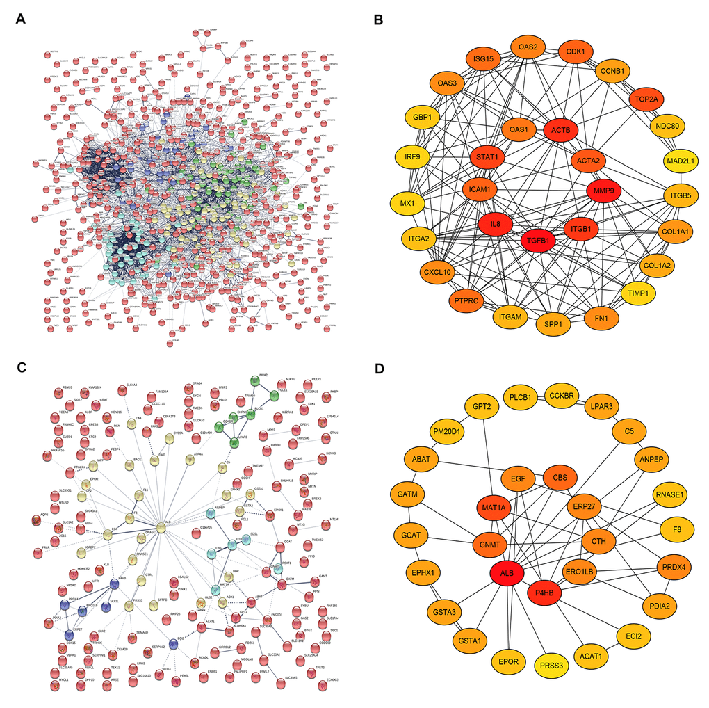 The top 30 hub genes identified in protein-protein interaction (PPI) networks. (A) The PPI network of the significant upregulated DEGs. (B) The top 30 hub genes of the significant upregulated DEGs. (C) The PPI network of the significant downregulated DEGs. (D) The 30 hub genes of the significant downregulated DEGs.