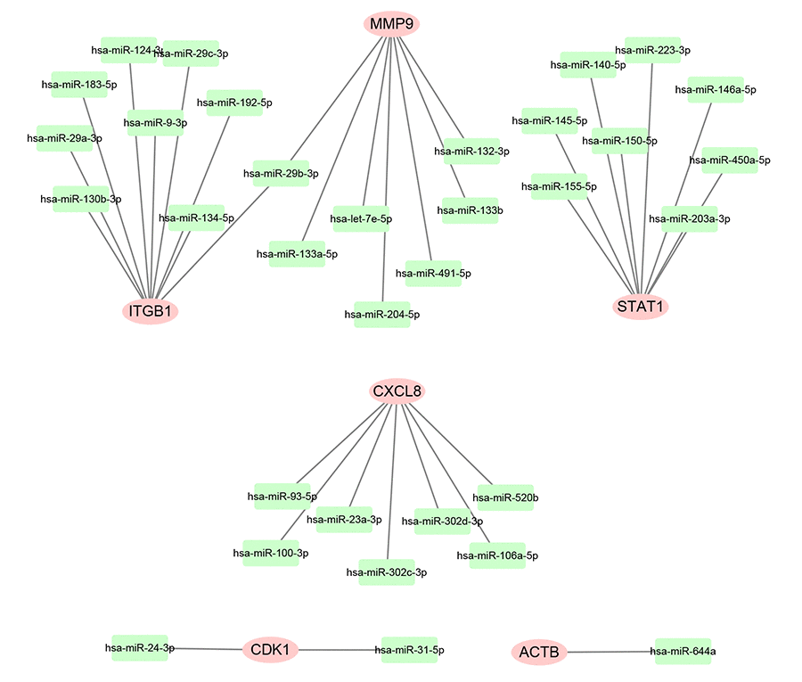 Construction of miRNA-gene network using Cytoscape software.