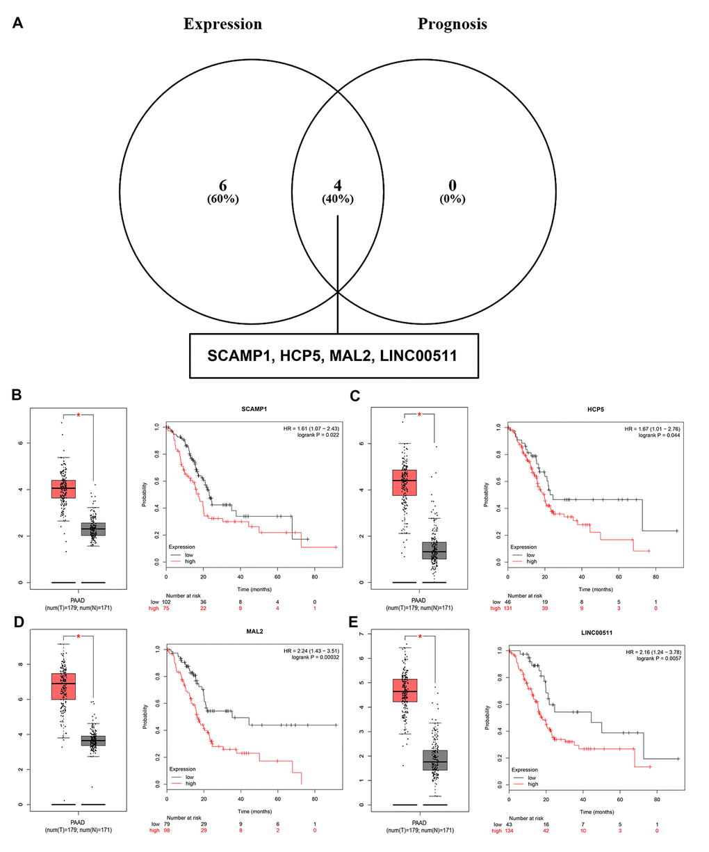 Screening the key lncRNAs in pancreatic cancer. (A) Identification of key lncRNAs among the predicted lncRNAs by combining expression and prognosis analyses using GEPIA and Kaplan Meier-plotter databases, respectively. (B) Expression and prognostic value of SCAMP1 in pancreatic cancer. (C) Expression and prognostic value of HCP5 in pancreatic cancer. (D) Expression and prognostic value of MAL2 in pancreatic cancer. (E) Expression and prognostic value of LINC00511 in pancreatic cancer.