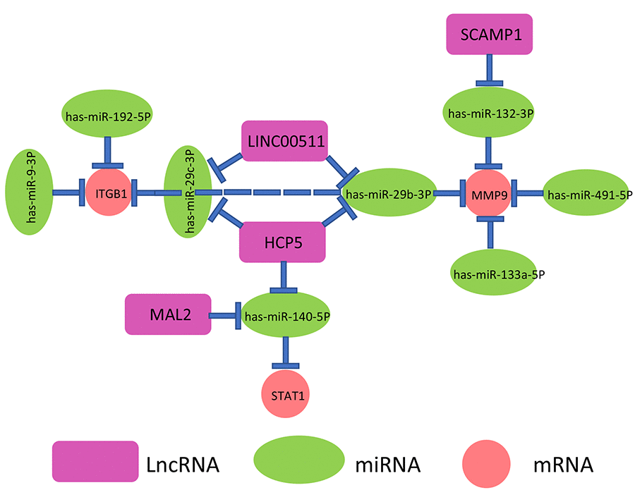 The novel mRNA-miRNA-lncRNA competing endogenous RNA (ceRNA) triple regulatory network associated with prognosis of pancreatic cancer.