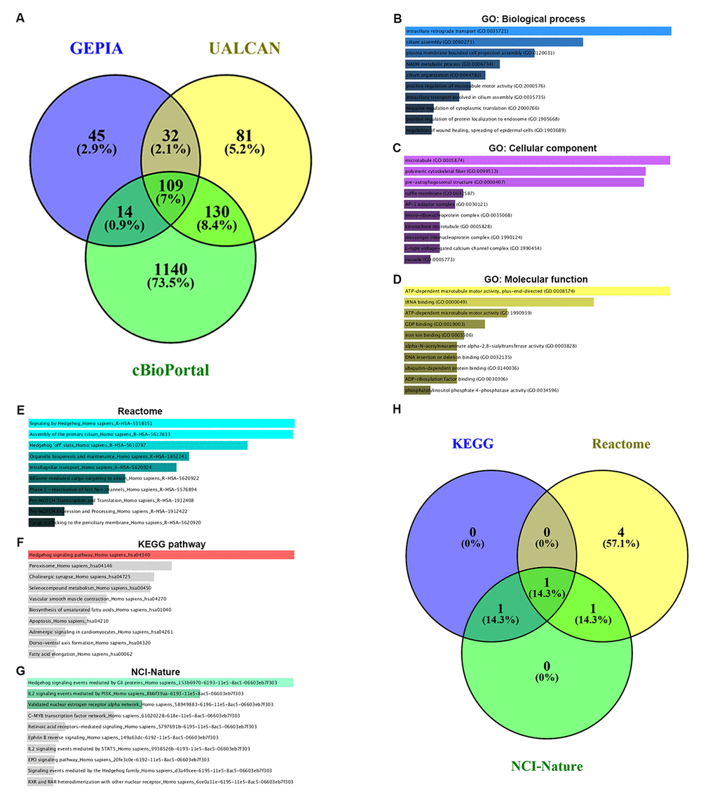 GO functional annotation and pathway enrichment analysis for the co-expressed genes of PIEZO2. (A) The Veen diagram of PIEZO2’s co-expressed genes from GEPIA, UALCAN and cBioPortal databases; (B-D) GO functional annotation (biological process, cellular component and molecular function) for the 109 co-expressed genes of PIEZO2; (E-G) pathway (Reactome, KEGG and NCI-Nature) enrichment analysis for the 109 co-expressed genes of PIEZO2; (H) the Veen diagram of the genes enriched in Hedgehog signaling pathway from Reactome, KEGG and NCI-Nature databases.