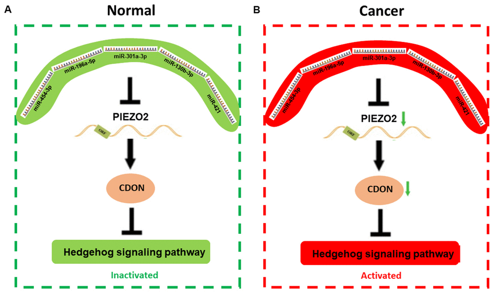 The mechanism graph of the regulatory network of PIEZO2 under different circumstance including normal (A) and cancer (B). In patients with breast cancer, miRNAs (miR-454-3p, miR-196a-5p, miR-301a-3p, miR-130b-3p and miR-421)-mediated downregulation of PIEZO2 can activate hedgehog signaling pathway by suppressing CDON.