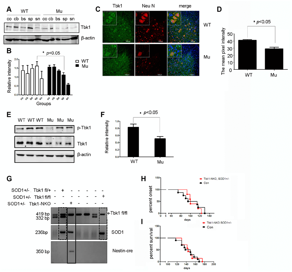 Analysis of Tbk1 expression in ALS transgenic mice. (A–B) Western blot analyses of neural Tbk1 expression in SOD1G93A transgenic mice (co: cortex, cb: cerebellum, br: brain stem, sp: spinal cord, sn: sciatic nerve; n = 3); *P C–D) Tkb1 distribution in the spinal cord evaluated by confocal microscopy. Bar = 100 μm. (E–F) Western blot analysis of phosphorylated Tbk1 in the spinal cord of SOD1G93A mice; representative blot (E) and summary graph of densitometric analysis (F); (n = 3); *P G) Genotyping of Tbk1-NKO, SOD1G93A+/- mice established by crossing Tbk1-NKO mice with SOD1G93A+/- mice. (H–I) Disease symptoms onset and survival times recorded for Tbk-NKO, SOD1G93A+/- mice; no differences were observed compared with other genotypes, i.e. Tbk1fl/fl, SOD1G93A+/- mice, Tbk1fl/+, SOD1G93A+/- mice, and Nestin-cre+/-, Tbk1 fl/+, SOD1G93A+/- mice (n = 6-7).