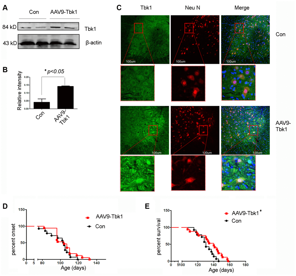 Tbk1 over-expression prolongs survival of ALS mice. (A–C) Tkb1 expression and distribution in the spinal cord of SOD1G93A mice injected (ICV) with an AAV9-Tbk1 vector (n = 3); *P G93A, AAV9-GFP control mice. (D) Disease onset and (E) survival rate of SOD1G93A mice injected with AAV9-Tbk1 or AAV9-GFP control (Con) (n = 14-17); *P 12 vg/ml).