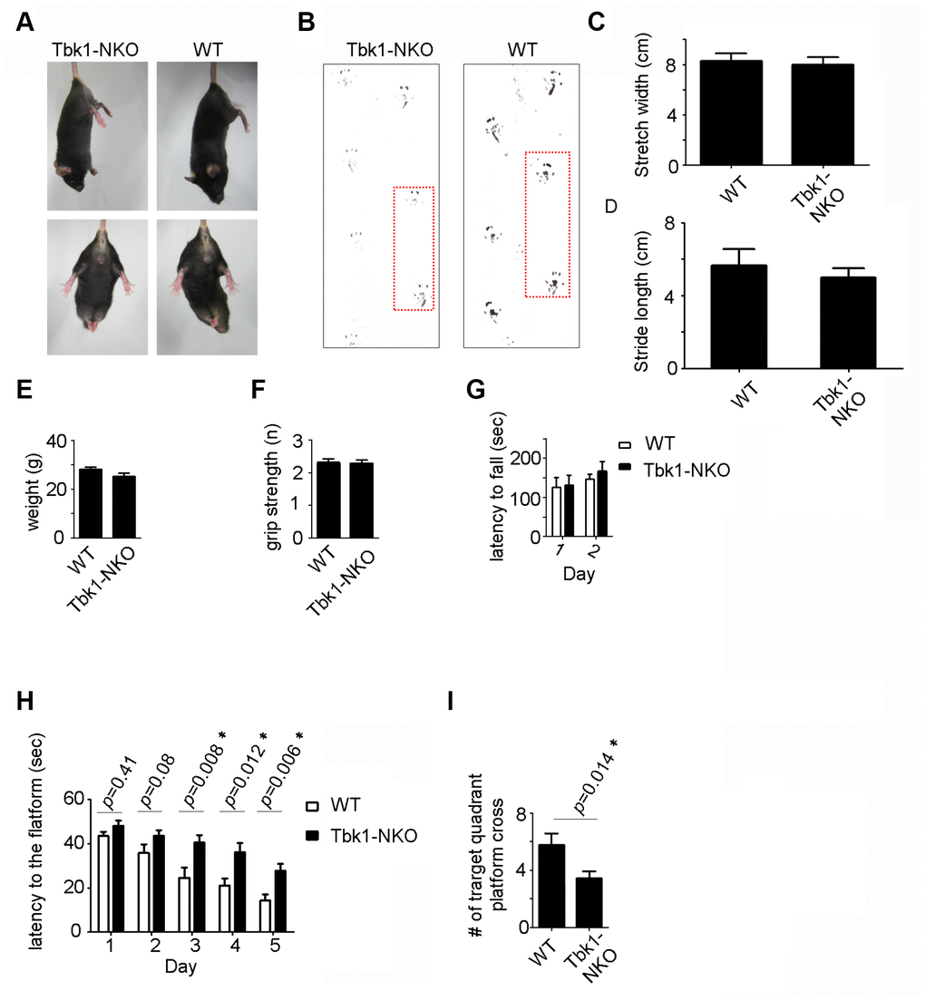 Behavioral evaluation of 5-month-old Tbk1-NKO mice. (A–B) Clasping and footprint assessment. (C–D) Stretch width and stride length measurements (n = 5). (E–G) Body weight, grip power, and rotarod latency (n = 13-21). (H–I) Morris water maze’s learning and memory test. Latency to reach the platform and number of target quadrant crosses (n = 13-21). *P 