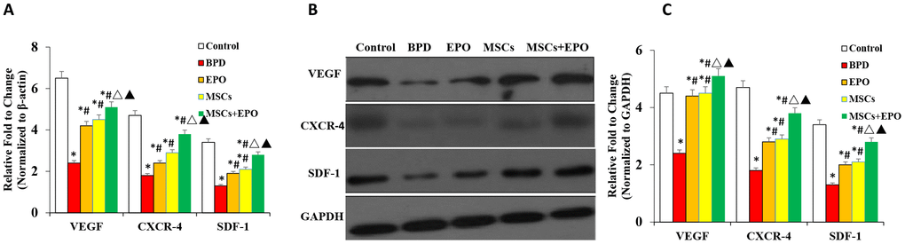 Analysis of mRNA and protein expression of CXCR4, SDF-1, and VEGF in lung tissue. (A) mRNA levels of CXCR4, SDF-1, and VEGF were evaluated by qRT-PCR. (B) Protein expression analysis of CXCR4, SDF-1, and VEGF by western blotting. Data are presented as the mean ± SD. *P #P △P▲P
