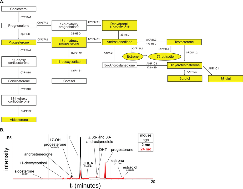 Steroid hormone metabolism pathway. (A) The steroid hormone pathway with the analytes represented in our LC-MS2 steroid hormone panel highlighted in yellow. (B) Representative chromatogram of the steroid panel analytes with young in black and aged in red.