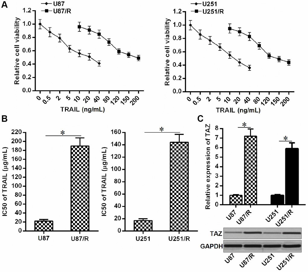 Overexpression of TAZ in TRAIL-resistant glioma cells. (A) Drug sensitivity of U251, U251/R, U87 and U87/R cells to TRAIL (0~200 ng/mL). (B) IC50 of TRAIL to U251, U251/R, U87 and U87/R cells. *PC) QRT-PCR and western blot analysis were performed to evaluate the expression of TAZ at the mRNA level and protein level, respectively. *P