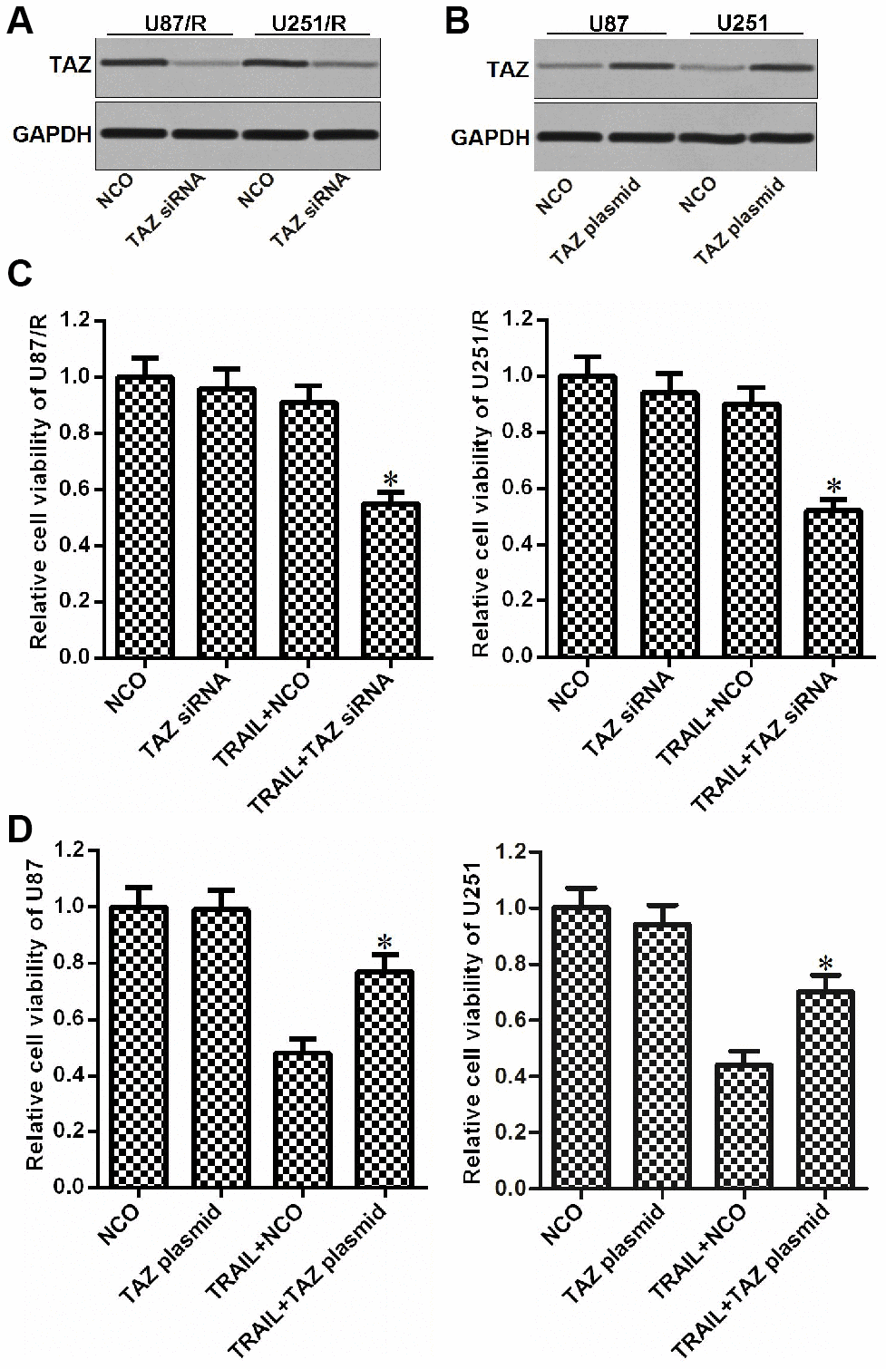 Role of TAZ in regulating the drug sensitivity of glioma to TRAIL. (A) Effect of TAZ siRNA on decreasing the TAZ expression in U87/R and U251/R cells. (B) Effect of TAZ plasmid on increasing the TAZ expression in U87 and U251 cells. (C) Sensitization of TAZ siRNA on TRAIL-induced cytotoxicity against U87/R and U251/R. *P vs. TRAIL + NCO group. (D) Effect of TAZ plasmid on inducing the TRAIL resistance in U87 and U251. *P vs. TRAIL + NCO group.