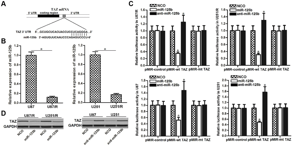 TAZ is the target of miR-125b in glioma. (A) TargetScan, miRanda and PicTar databases were used to predict the binding site of miR-125b in TAZ 3′ UTR. (B) Expression level of miR-125b in U251, U251/R, U87 and U87/R cells. (C) U251, U251/R, U87 and U87/R cells were co-transfected with miR-125b mimics or inhibitors and wild-type (wt) or mutant (mt) TAZ 3′ UTR. Luciferase activities were measured by using Dual-Luciferase Reporter Assay System. *P vs. NCO group. (D) Western blot analysis of TAZ expression in U251, U251/R, U87 and U87/R cells transfected with miR-125b mimics or inhibitors.