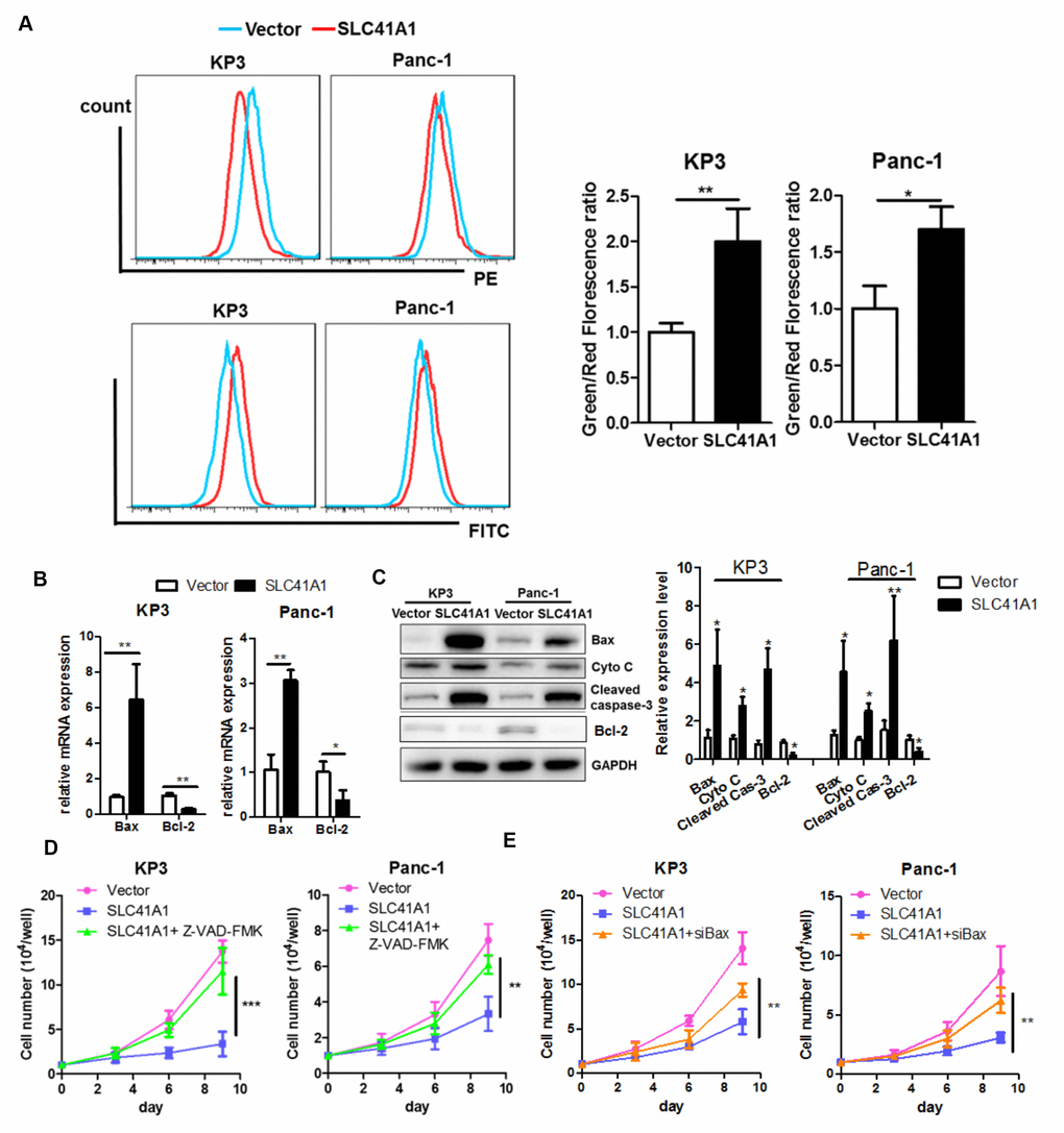 Bax-associated mitochondrial apoptosis is involved in the tumour-suppressive effects of SLC41A1. (A) Overexpression of SLC41A1 reduced the MMP, as indicated by JC-1 staining. (B) SLC41A1 activated Bax transcription and suppressed Bcl-2 transcription. (C) SLC41A1 increased Bax protein expression, cytochrome c release and cleavage of caspase-3, and reduced Bcl-2 protein level in PDAC cells. (D) Treatment of cells with a caspase inhibitor abrogated the tumour-suppressive effects of SLC41A1. (E) RNA interference of Bax abolished the tumour-suppressive effects of SLC41A1. *p 