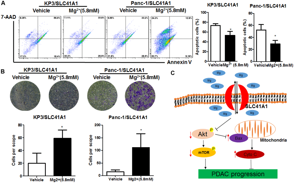 Mg2+-dependent Akt/mTOR inhibition mediates the apoptosis induction and invasion suppression effects of SLC41A1 in PDAC. (A) Mg2+ supplementation abrogated apoptosis induction by SLC41A1. (B) Mg2+supplementation abrogated the inhibition of invasion by SLC41A1. (C) Overall mechanisms underlying the anti-tumour effects of SLC41A1 in PDAC.