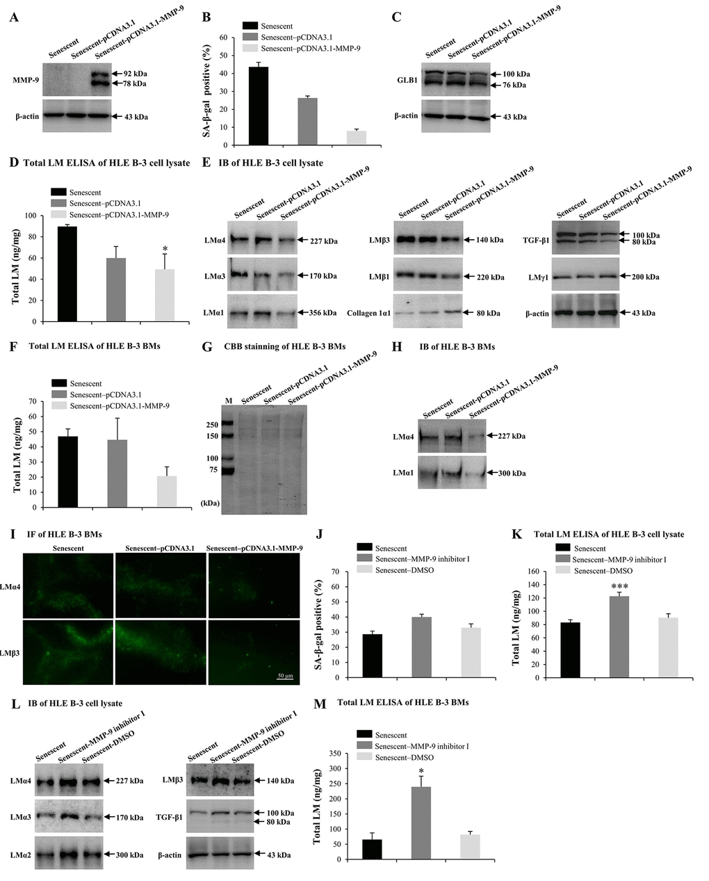 MMP-9 reduces cell senescence and laminin (LM) deposition induced by H2O2. Senescent HLE B-3 cells [or cell basement membranes (BMs)] were cultured in medium with H2O2 (400 μM) for 96 h. (A-I) HLE B-3 cells were treated with H2O2 only, or in combination with indicated plasmid. (A) Immunoblot analysis of MMP-9 in HLE B-3 cells. (B-C) Percentage of SA-β-gal-positive cells (B) and protein expression of GLB1 (C) in HLE B-3 cells. (D) Total LM in HLE B-3 cells, detected by ELISA. (E) Protein expressions of TGF-β1 and LM subunits in HLE B-3 cells, detected by IB. (F) Total LM in HLE B-3 cell BMs, detected by ELISA. (G) SDS-PAGE analysis followed by CBB staining of HLE B-3 cell BMs. (H) Immunoblot analysis of LMα4 and LMα1 in HLE B-3 cell BMs. (I) Immunofluorescence analysis of LMα4 (green) and LMβ3 (green) in HLE B-3 cell BMs (Scale bars: 50 μm). (J-M) HLE B-3 cells were treated with H2O2 only, or in combination with indicated siRNA. (J) The percentage of SA-β-gal-positive cells in HLE B-3 cells. (K) Total LM in HLE B-3 cells, as detected by ELISA. (L) Immunoblot analysis of LM subunits and TGF-β1 in HLE B-3 cells. (M) Total LM in HLE B-3 cell BMs, as detected by ELISA. Data are shown as mean ± SD and were analyzed using paired t-test. *, pp