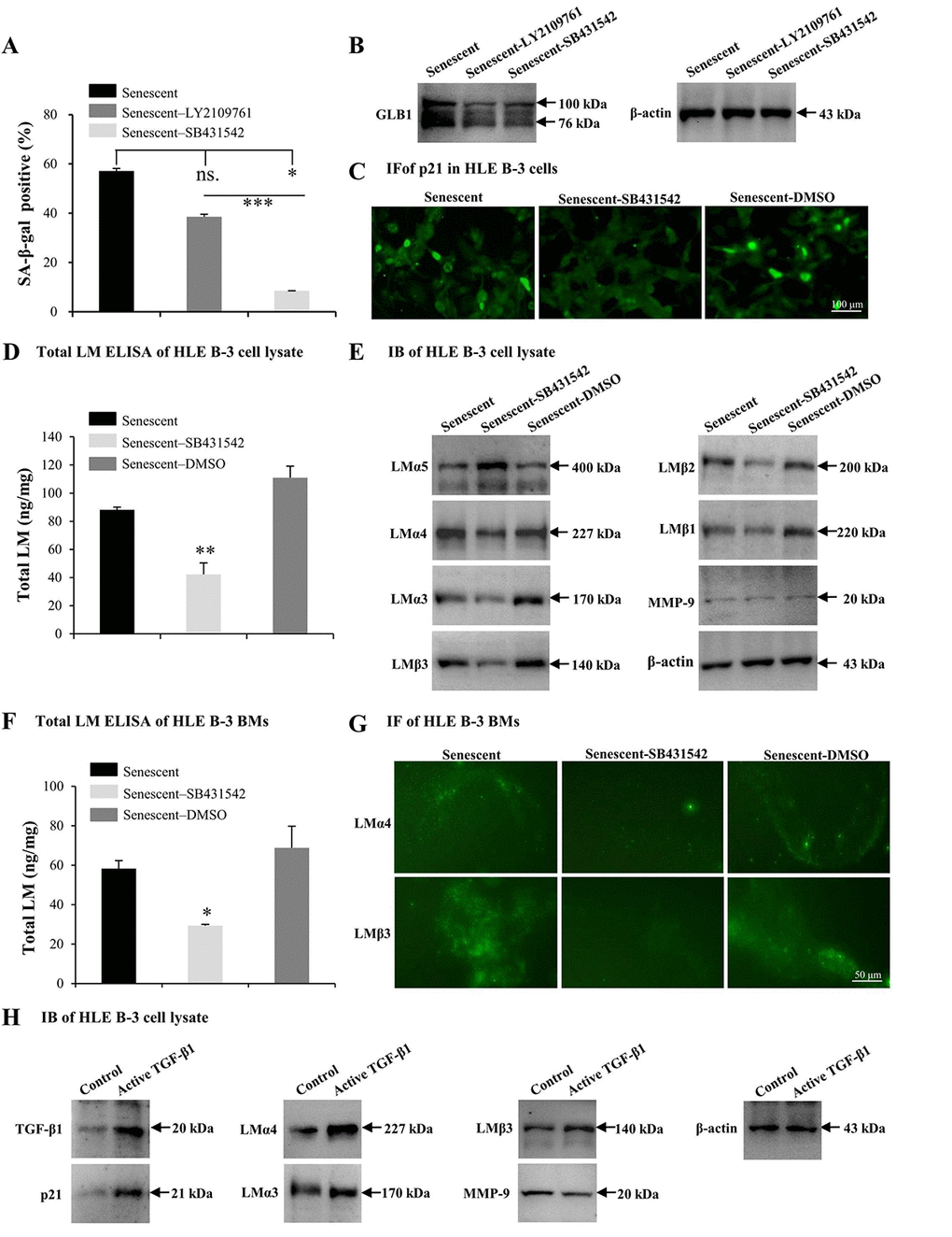 TGF-β1 enhances cell senescence and laminin (LM) deposition induced by H2O2. Senescent HLE B-3 cells [or cell basement membranes (BMs)] were cultured in medium with H2O2 (400 μM) for 96 h. (A-G) HLE B-3 cells were treated with H2O2 only, or in combination with LY2109761 (5 µM) or SB431542 (10 µM) for 72 h. (A-C) Percentage of SA-β-gal-positive cells (A), protein expression of GLB1 (B) and immunofluorescence analysis of p21 (C) in HLE B-3 cells. (D) Total LM in HLE B-3 cells, as detected by ELISA. (E) Immunoblot analysis of LM subunits and MMP-9 in HLE B-3 cells. (F) Total LM in HLE B-3 cell BM, as detected by ELISA. (G) Immunofluorescence analysis of LMα4 (green) and LMβ3 (green) in HLE B-3 cell BMs (Scale bars: 100 μm). (H) HLE B-3 cells treated with TGF-β1 (15 ng/ml) for 96 h. Protein expression levels of TGF-β1, p21, MMP-9 and LM subunits in HLE B-3 cells analyzed via IB. Data were shown as mean ± SD and were analyzed using paired t-test. *, pp