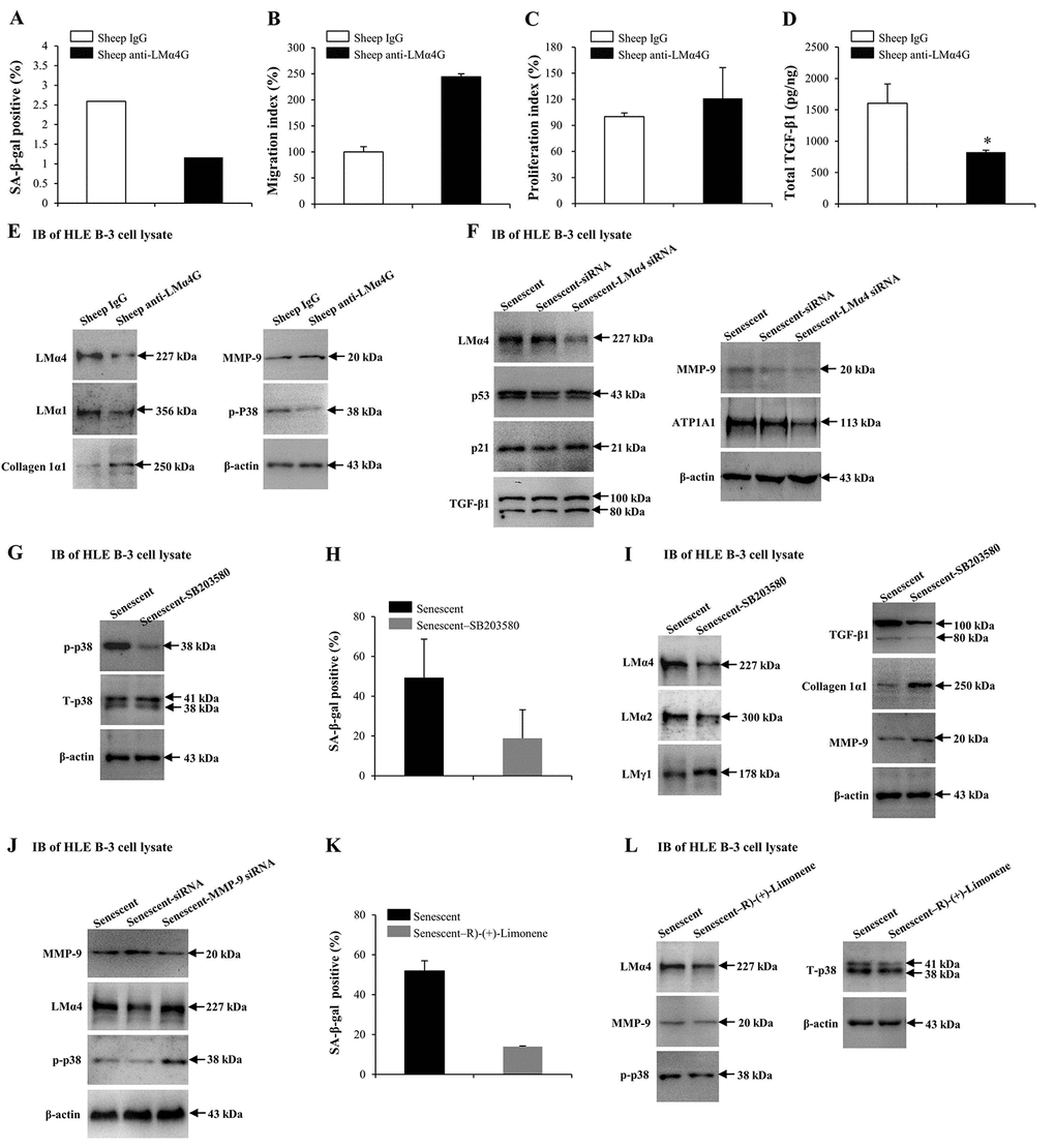 Interactions between laminin α4 (LMα4) and the activated p38 mitogen-activated protein kinase (p38 MAPK) signaling pathway in cell senescence. (A-E) Cells were treated with sheep anti-LMα4 globular domain antibodies (2 μg/ml) for 96 h, while cells treated with sheep IgG (2 μg/ml) were selected as the control group. (A) Percentage of SA-β-gal-positive cells. (B) Migratory abilities of HLE B-3 cells. (C) Cell viabilities of HLE B-3 cells measured by CCK-8 assay. (D) Total TGF-β1 in HLE B-3 cells detected by ELISA. (E) Immunoblot analysis of p-p38, collagen 1α1, MMP-9, and LMs in HLE B-3 cells. (F) HLE B-3 cells treated with 400 μM H2O2 for 96 h only, or in combination with indicated siRNA. Immunoblot analysis of LMα4, p21, p53, TGF-β1, MMP-9 and ATP1A1 in HLE B-3 cells. (G-I) HLE B-3 cells treated with H2O2 (400 μM) only for 96 h, or in combination with SB203580 (30 μM). (G) Immunoblot analysis of p-p38 and T-p38 (total p38) in HLE B-3 cells. (H) Percentage of SA-β-gal-positive cells. (I) Immunoblot analysis of TGF-β1, collagen 1α1, MMP-9 and LMs in HLE B-3 cells. (J) HLE B-3 cells were treated with H2O2 (400 μM) only for 96 h, or in combination with indicated siRNA. Immunoblot analysis of MMP-9, p-p38 and LMα4 in HLE B-3 cells. (K-L) HLE B-3 cells were treated with H2O2 (400 μM) only for 96 h, or in combination with R)-(+)-Limonene (1000 μM). (K) Percentage of SA-β-gal-positive cells. (L) Immunoblot analysis of p-p38, T-p38, MMP-9 and LMα4 in HLE B-3 cells. Data were shown as mean ± SD and were analyzed using the paired t-test. *, p