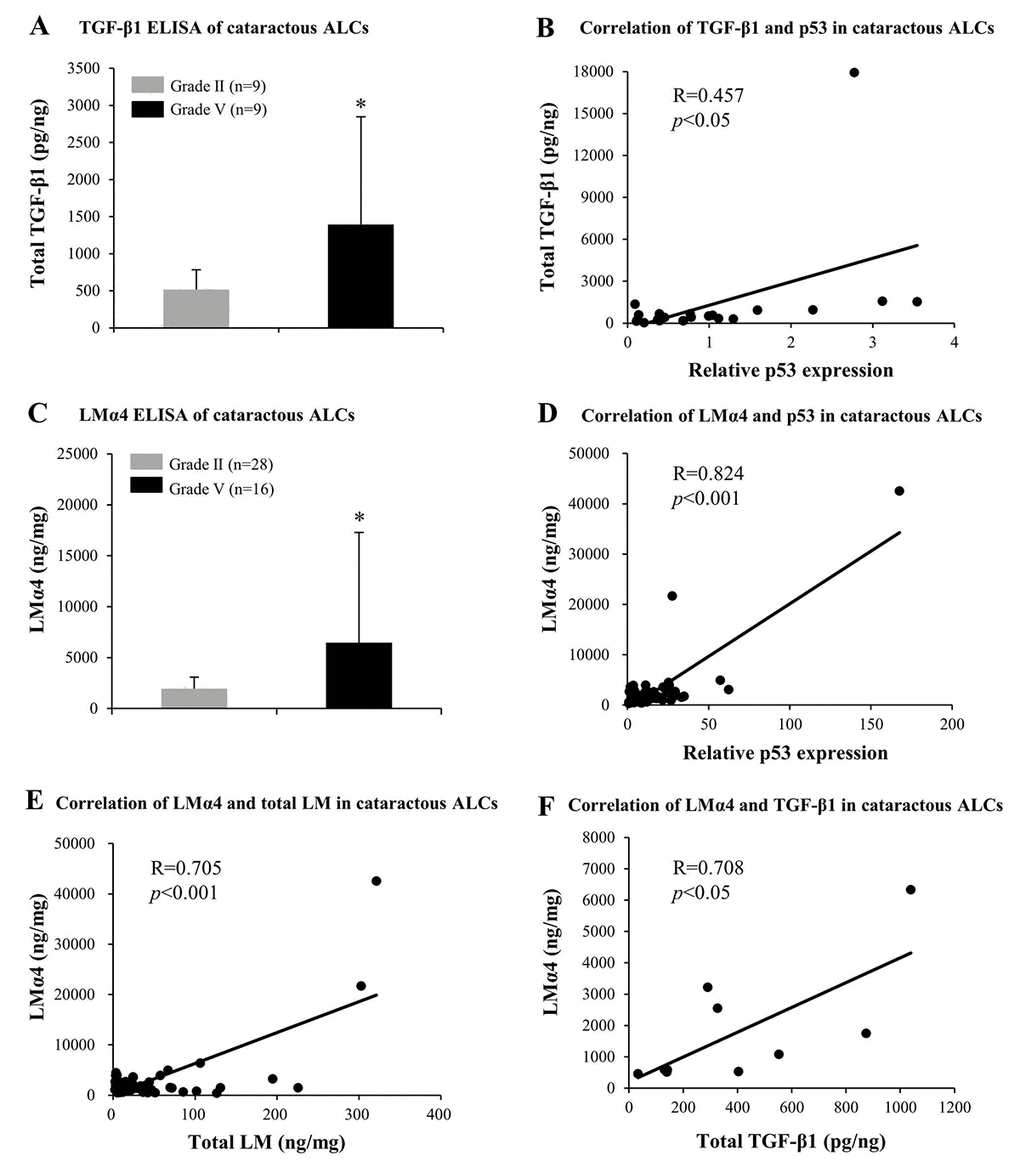 Elevated TGF-β1 and laminin α4 (LMα4) in the cataractous anterior lens capsules (ALCs) with senescence. Human ALCs, graded before surgery for cataract severity by the Emery-Little Classification System of nuclear opacity grade, were obtained from the anterior surface of cataractous lenses during surgery. (A) Total TGF-β1 in human ALCs with ARC of grade II and grade V groups, as detected by ELISA. The figure depicts a Pearson correlation between TGF-β1 expression and senescence (n = 22) (B). (C) LMα4 subunit in human ALC groups groups with ARC grades II and V, as detected by ELISA. The figure depicts a Pearson correlation between LMα4 expression and senescence (n = 64) (D). (E) Association between LMα4 and total LM in ALCs with ARC (n = 60). (F) Association of LMα4 and TGF-β1 in ALCs with ARC (n = 9). Data were shown as mean ± SD and were analyzed using the Wilcoxon Rank Sum Test. *, p