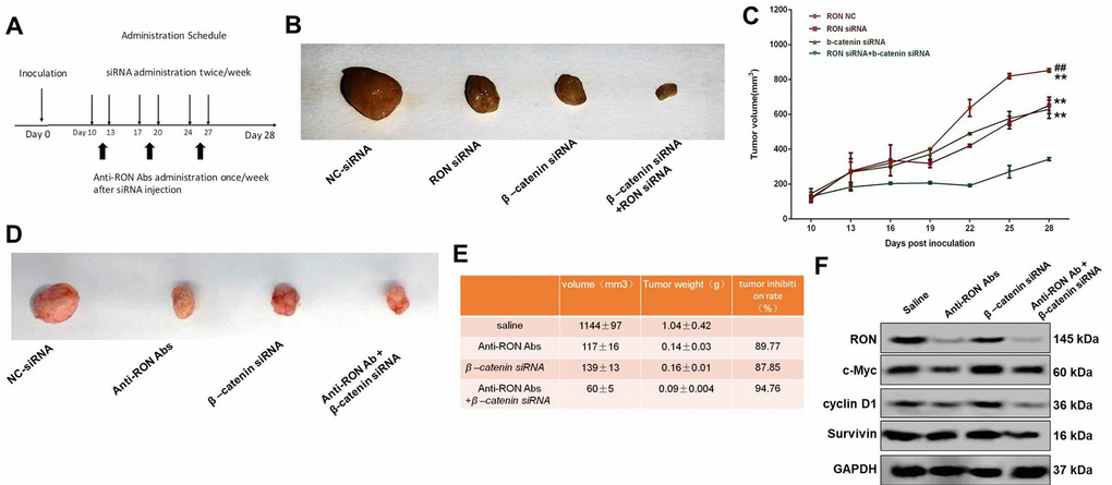 Effect of RON/β-catenin signaling on tumor growth of KATOIII cells. (A) Flowchart showing the experimental protocol for the xenograft model. (B) Xenografted tumors were injected with RON and/or β-catenin siRNAs twice per week. The mice were sacrificed and the tumor was collected 28 days after initial injection. (C) Statistical analysis of the tumor growth curves. (D) Xenografted tumors were injected with RON siRNAs twice a week and with anti-RON antibodies once a week. The mice were sacrificed and the tumor collected 28 days after initial injection. (E) Statistics of tumor volume and weight in the different groups. (F) Western blots showing tumoral levels of RON, c-Myc, cyclin D1 and survive proteins. ** p## p