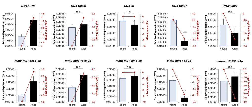 RT-qPCR validation of miRNA and endo-siRNA abundance in young and aged oocytes. To validate RNA-Seq data, five endo-siRNAs and five miRNAs were selected for quantification using RT-qPCR. Candidate sRNA included four representatives with increased expression in aged oocytes (RNA9878, RNA10696, mmu-miR-486b-5p, and mmu-miR-486b-3p), four with decreased expression in aged oocytes (RNA10927, RNA12022, mmu-miR-143-3p, and mmu-miR-199b-3p), and two that remained at equivalent levels (RNA36 and mmu-miR-6944-3p). cDNA generation and RT-qPCR experiments were performed in technical and biological triplicate, with each biological replicate comprising 10 oocytes randomly sampled from a pool of oocytes isolated from three animals. The U6 small nuclear RNA was employed as an endogenous control to normalize the expression levels of target sRNAs. Values are shown as a mean of all replicates ± SEM. Statistical analyses were performed using Student’s t-test, * p p p 2 fold changes based on RNA-Seq are represented as dark red line graphs while the relative abundance (2-ΔCt) of each sRNA determined by RT-qPCR is represented by columns.