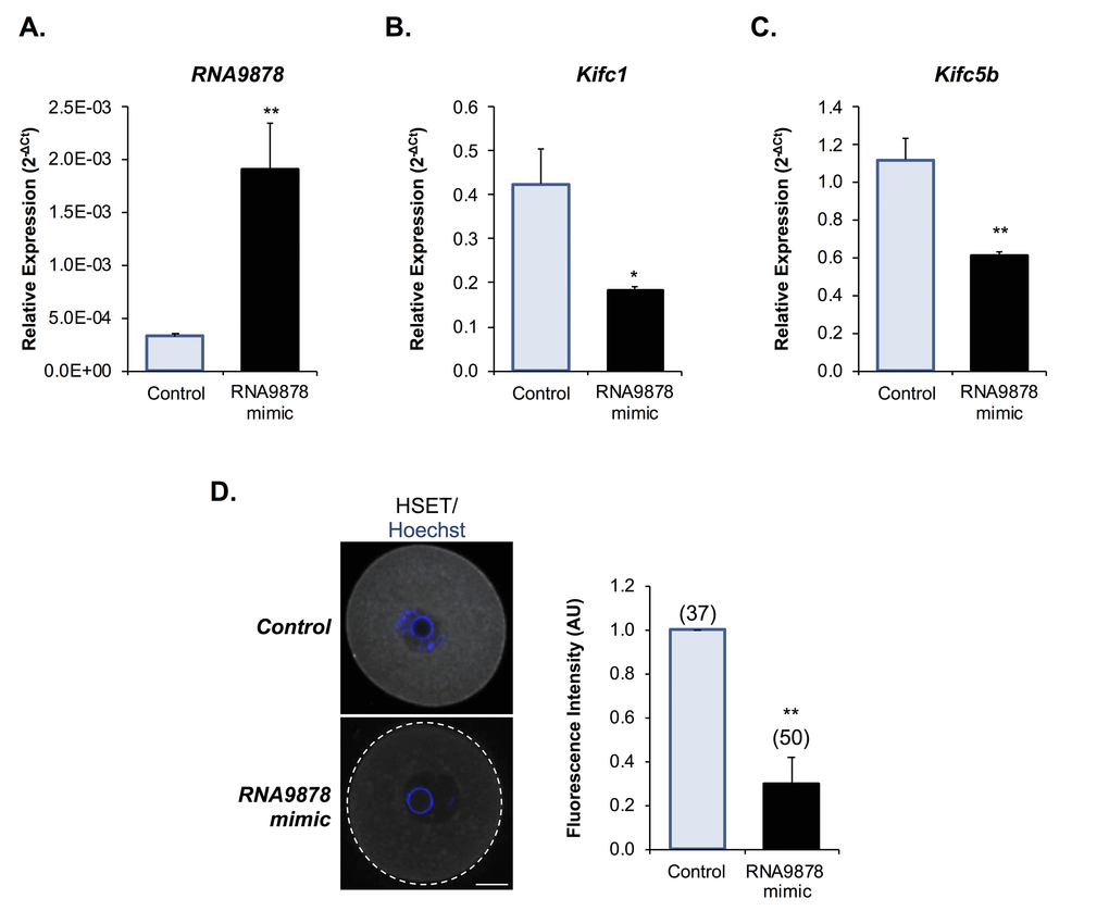 Examination of endo-siRNA target gene knockdown. To confirm the functional significance of the endo-siRNA, RNA9878, GV oocytes were microinjected with a synthetic RNA9878 small RNA mimic or a non-targeting negative control. (A) To confirm successful microinjection of the RNA9878 mimic, the expression of RNA9878 was assessed via RT-qPCR immediately after injection. At 24 h post-injection, the relative levels of (B)Kifc1 and (C)Kifc5b were assessed in non-targeting and RNA9878 mimic injected oocytes via RT-qPCR. The U6 small nuclear RNA and Ppia were employed as endogenous controls to normalize the expression levels of the target endo-siRNA and mRNAs, respectively. (D) Non-targeting and RNA9878 mimic injected oocytes were then fixed and the expression of HSET was examined. Oocytes were labelled with anti-HSET antibodies followed by goat anti-rabbit 633 Alexa Fluor-conjugated (grey) secondary antibodies. Oocytes were then counterstained with the nuclear stain Hoechst 33342 (blue) and viewed using confocal microscopy. Scale bar = 20 μm. RT-qPCR experiments were performed in technical and biological triplicate, with each biological replicate comprising 10 oocytes randomly sampled from a pool of oocytes isolated from three animals. Similarly, immunofluorescence experiments were repeated on three biological replicates, with each replicate comprising a minimum of 10 oocytes randomly sampled from a pool of oocytes isolated from three animals. Values are shown as a mean of each replicate ± SEM. Statistical analyses were performed using Student’s t-test, * p p 