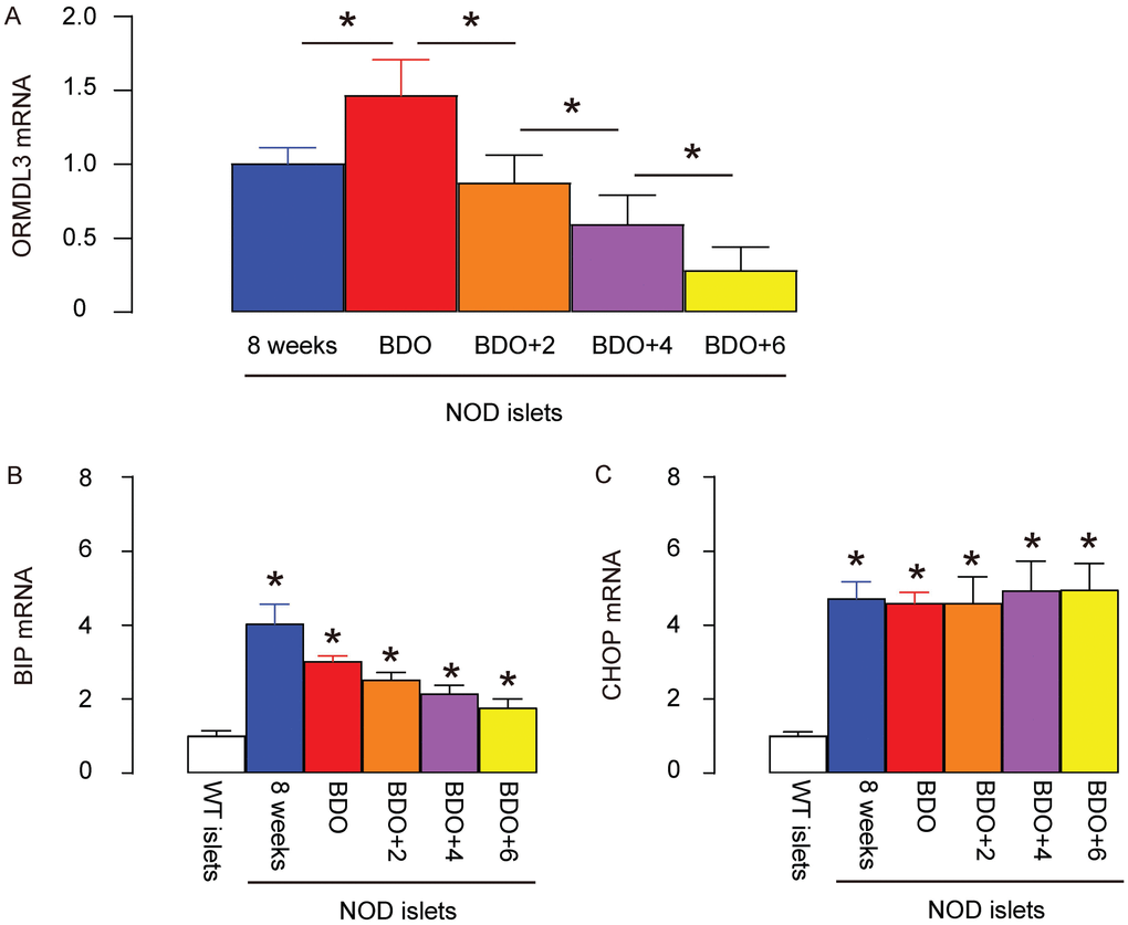 ORMDL3 levels slightly increase in NOD mouse islets before diabetes onset, but continue decreasing after diabetes onset. (A–C) RT-qPCR for ORMDL3 (A), BIP (B) and CHOP (C) in islets from female NOD mice, at 8 weeks of age (8 weeks), the first time when fasting blood glucose reaches 150mg/dl (before diabetes onset, BDO), and 2 or 4 or 6 weeks after BDO. WT: wildtype female C57BL/6 mice at 8 weeks of age. *p