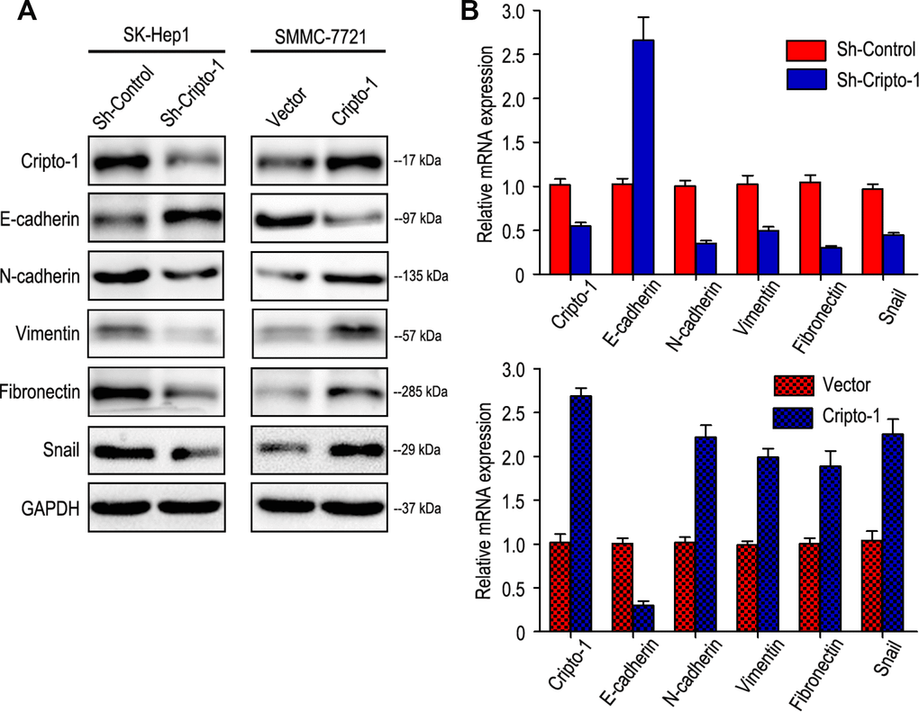 Cripto-1 expression was correlated with the expression of epithelial-mesenchymal transition (EMT) relevant markers. Western blot (A) and RT-PCR (B) results showed that transfecting siRNA against Cripto-1 decreased Cripto-1 expression, down-regulated N-cadherin, Vimentin, Fibronectin and Snail and up-regulated E-cadherin. While opposite results were showed in HCC cells with up-regulated Cripto-1 expression.