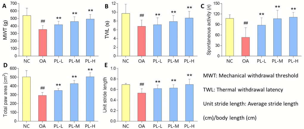 Pain-related behavioral results of rats with PL treatment for 4 weeks. (A) MWT (g); (B) TWL (s); (C) Spontaneous activity (n); (D) Total paw area (cm2); (E) Unit stride length. Values are shown as mean ± SD. ##P P 