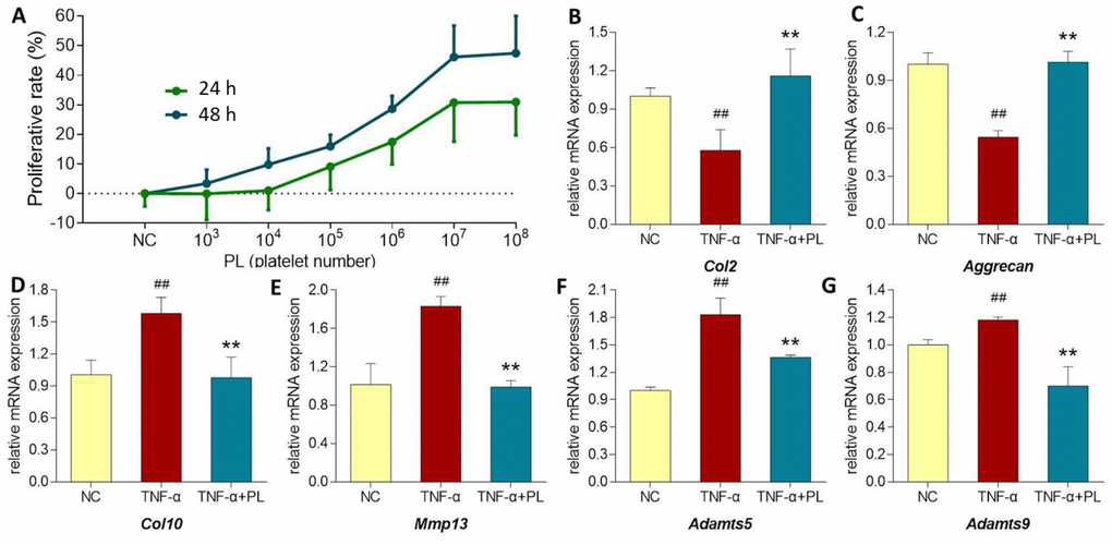 (A) Chondrocyte viability at 24 h and 48 h after PL treatment. (B–G) Relative mRNA expressions of target genes in chondrocytes treated with only TNF-α or TNF-α plus PL. (B) Col2 expression; (C) Aggrecan expression; (D) Col10 expression; (E) Mmp13 expression; (F) Adamts5 expression; (G) Adamts9 expression. Values are shown as mean ± SD. ##P P P