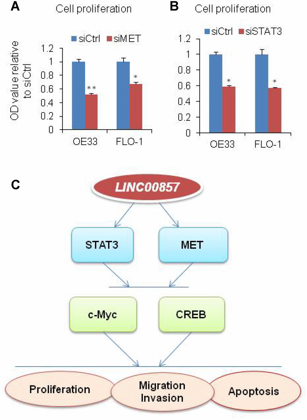 Model of LINC00857 in EAC. (A and B) WST-1 assays were used to determine the cell viability for MET and STAT3 siRNA transfecting OE33 and FLO1 cells. Values represented the mean ± s.d. from three independent experiments. *p C) Model of LINC00857 modulating the cells proliferation, migration, invasion and induced apoptosis via MET, STAT3, c-Myc and CREB proteins in EAC.