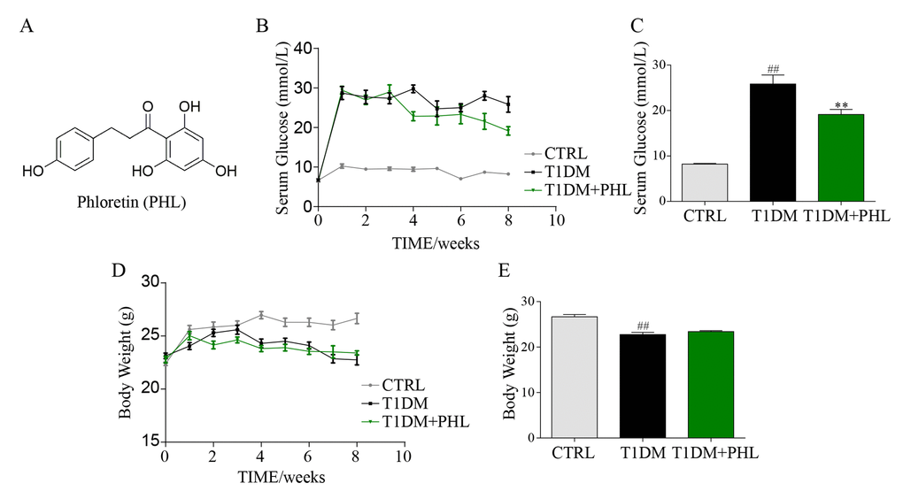 Phloretin decreased blood glucose concentrations, but did not affect body weight. The chemical structure of phloretin (PHL, A). Diabetes mellitus was induced in male C57BL/6 mice by a single intraperitoneal (i.p.) injection of STZ and mice with fasting-blood glucose > 12 mM were considered as diabetes and then diabetic mice were orally treated with PHL (20 mg/kg), or vehicle by gavage once every two days for 8 weeks (n =8 in each group), which was administrated in diabetic mice. In this process, the blood glucose (B-C) and body weight (D-E) were monitored once every week. **P ##P 