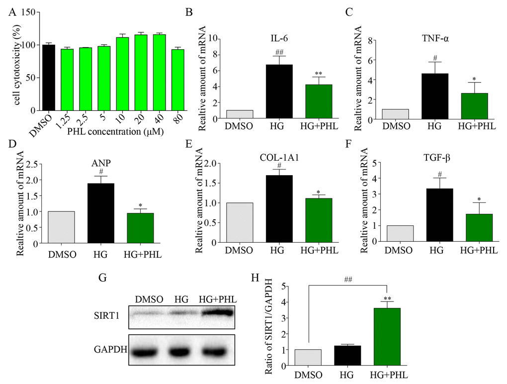 Phloretin restoring SIRT1 to inhibit hyperglycemia-induced inflammation and fibrosis in H9C2 cells. (A) The cytotoxicity of PHL in H9C2 cell. (B-C) H9C2 (1*10^6) cells were pre-treated with PHL (20 μM) for 1 h and then incubated with HG (33 mM) for 24 h. The cell lysates were immunoblotted for SIRT1, with GAPDH as a loading control. (D-H) H9C2 cells pre-treated with PHL for 1 h were stimulated by HG (33 mM). Total RNAs were extracted and the mRNA levels of IL-6 and TNF-α in 12 h (D-E) or ANP, COL-1A1 and TGF-β (F-H) in 36 h were detected by RT-qPCR. Data are presented as means ± SEM. *P #P ##P 