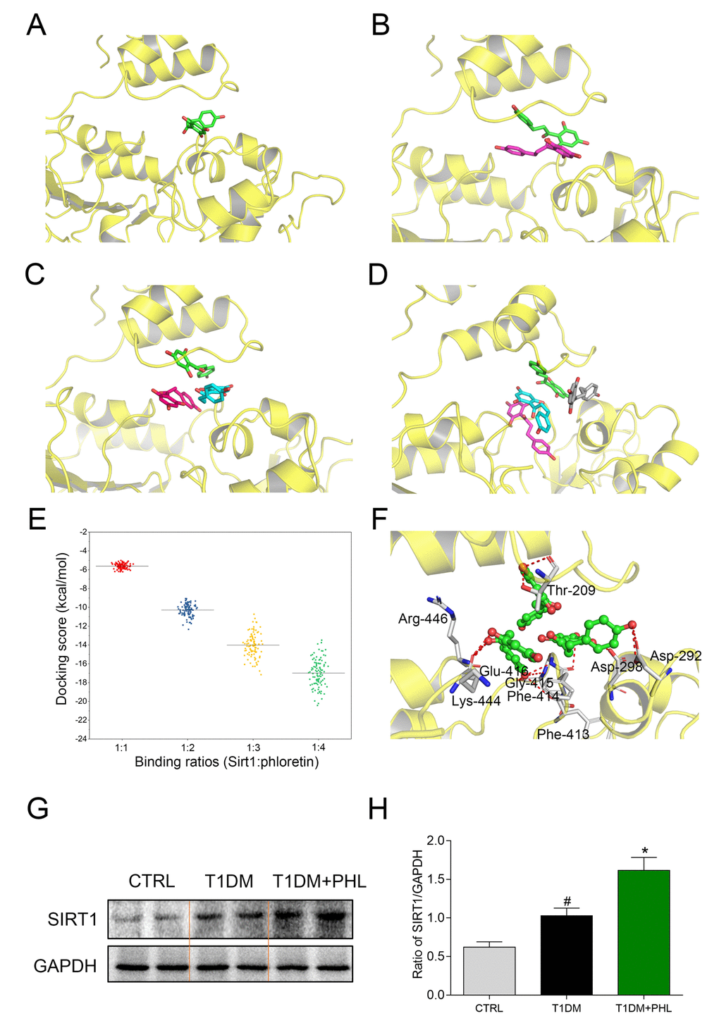 Molecular docking analysis of PHL within binding site of SIRT1 at SIRT1: PHL binding ratios of 1:1, 1:2, 1:3, and 1:4. (A) 1:1; (B) 1:2; (C) 1:3; (D) 1:4; (E) The distribution of 100 conformational scores for each ratio; (F) The detailed view of SIRT1: PHL with the binding ratio of 1:3. (G-H) Total proteins (100 μg) were extracted from the cardiac tissues in CTRL, T1DM and T1DM+PHL group. The expression level of SIRT1 in total protein was examined by western blot, with GAPDH as a loading control. Data are presented as means ± SEM. *P #P 