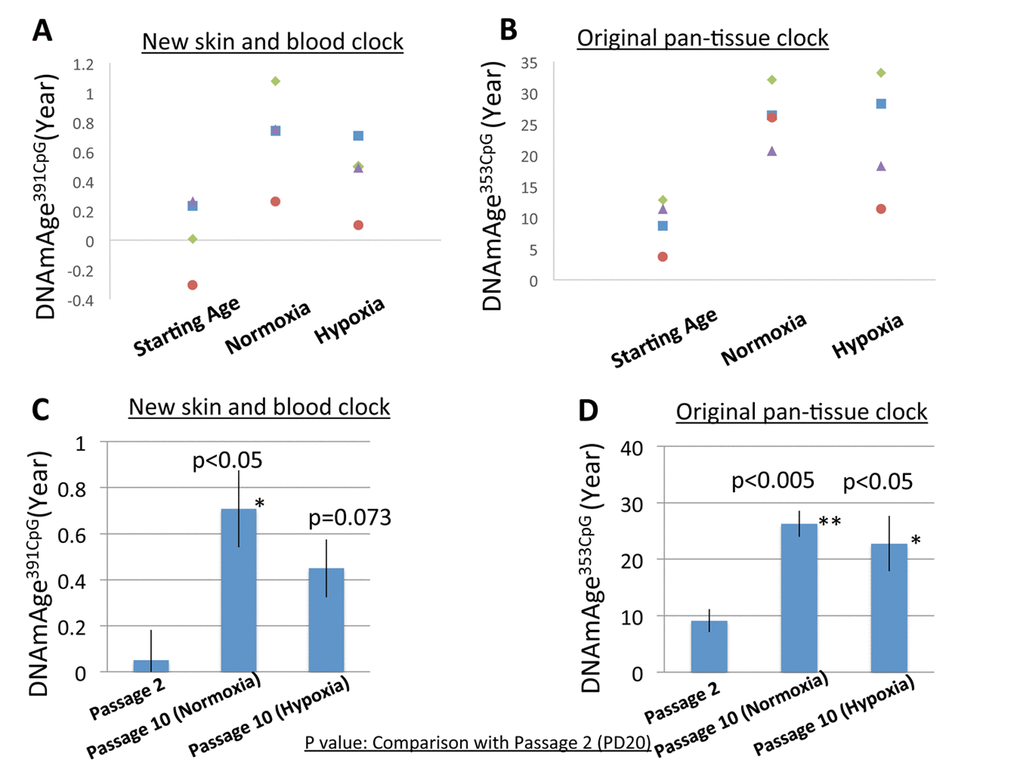 DNAm age progression in normoxia and hypoxia. (A and B) The DNAm age of each cell line at early PD (19-20) (passage 2) and accumulated PD (42.3-51.5) (passage 10) is shown. The DNAm age of the same cell line is shown by the same color. Results for DNAmAge391CpG (A) and DNAmAge353CpG (B) are shown. Each dot is the average of a duplicate DNAm analysis for each condition. (C and D) The average DNAm ages of 4 cell lines at passage 2, passage 10 (Normoxia), and passage 10 (Hypoxia) are shown (n=4). Results for DNAmAge391CpG (C) and DNAmAge353CpG (D) are shown. The P values on the figure show the statistical comparison with the data at passage 20. *p