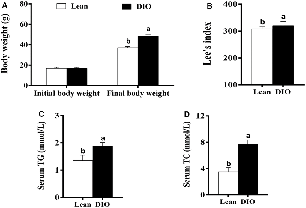 The changes of body weight, Lee's index and serum TG and TC levels in mice. (A) Body weight; (B) Lee's index; (C) Serum TG; (D) Serum TC. Note: Letter a or b represents difference (p