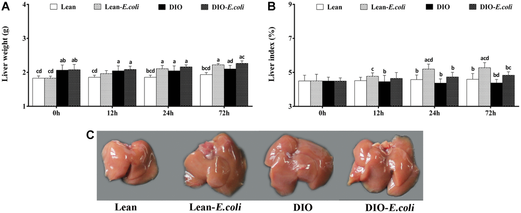 The changes of liver macroscopic parameters in mice after E. coli infection. (A) The liver weight; (B) The liver index; (C) The liver macroscopic structure at 72h. Note: Letter a, b, c or d represent difference (pE. coli group, DIO group, or DIO-E. coli group, respectively.